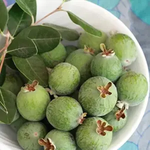 Feijoa Seeds Sweet Tangy Fruit Fragrant Flowers Hardy Ornamental Plant Drought Tolerant Garden Outdoor 40Pcs Fruit Seeds White