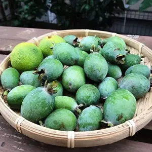Feijoa Seeds Sweet Tangy Fruit Fragrant Flowers Hardy Ornamental Plant Drought Tolerant Garden Outdoor 40Pcs Fruit Seeds White