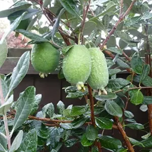 Feijoa Seeds Sweet Tangy Fruit Fragrant Flowers Hardy Ornamental Plant Drought Tolerant Garden Outdoor 40Pcs Fruit Seeds White