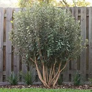 Feijoa Seeds Sweet Tangy Fruit Fragrant Flowers Hardy Ornamental Plant Drought Tolerant Garden Outdoor 40Pcs Fruit Seeds White