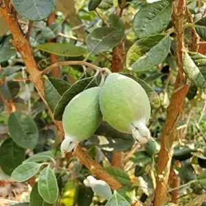 Feijoa Seeds Sweet Tangy Fruit Fragrant Flowers Hardy Ornamental Plant Drought Tolerant Garden Outdoor 40Pcs Fruit Seeds White