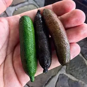 Finger Lime Seeds 20Pcs Non-GMO Evergreen Perennial Fruit Plant Green Red Pink