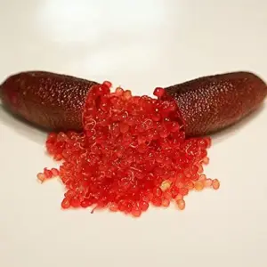 Finger Lime Seeds 20Pcs Non-GMO Evergreen Perennial Fruit Plant Green Red Pink