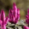 Flamingo Feather Celosia Seeds Tender Annual Perennial Cut Flower Drought Tolerant Outdoor 50 Pcs Rose-Pink Silver