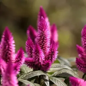 Flamingo Feather Celosia Seeds Tender Annual Perennial Cut Flower Drought Tolerant Outdoor 50 Pcs Rose-Pink Silver