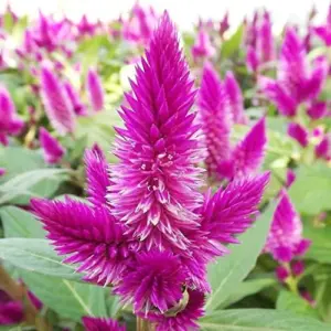 Flamingo Feather Celosia Seeds Tender Annual Perennial Cut Flower Drought Tolerant Outdoor 50 Pcs Rose-Pink Silver