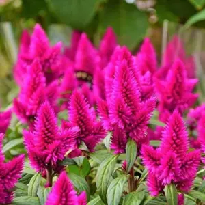 Flamingo Feather Celosia Seeds Tender Annual Perennial Cut Flower Drought Tolerant Outdoor 50 Pcs Rose-Pink Silver
