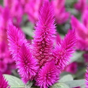 Flamingo Feather Celosia Seeds Tender Annual Perennial Cut Flower Drought Tolerant Outdoor 50 Pcs Rose-Pink Silver