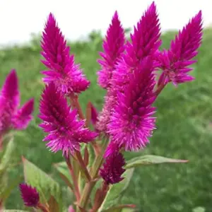 Flamingo Feather Celosia Seeds Tender Annual Perennial Cut Flower Drought Tolerant Outdoor 50 Pcs Rose-Pink Silver