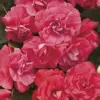 Flower Seeds Red Impatiens Heat Tolerant 75 Pcs Outdoor for Beds Borders Containers