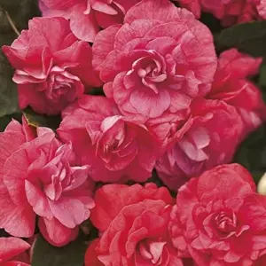 Flower Seeds Red Impatiens Heat Tolerant 75 Pcs Outdoor for Beds Borders Containers
