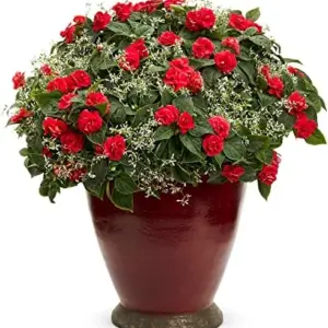 Flower Seeds Red Impatiens Heat Tolerant 75 Pcs Outdoor for Beds Borders Containers