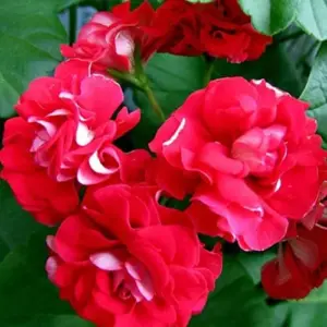 Flower Seeds Red Impatiens Heat Tolerant 75 Pcs Outdoor for Beds Borders Containers