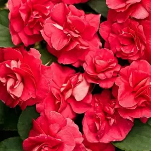 Flower Seeds Red Impatiens Heat Tolerant 75 Pcs Outdoor for Beds Borders Containers