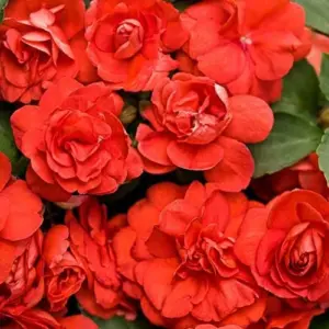 Flower Seeds Red Impatiens Heat Tolerant 75 Pcs Outdoor for Beds Borders Containers