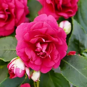 Flower Seeds Red Impatiens Heat Tolerant 75 Pcs Outdoor for Beds Borders Containers