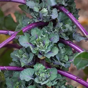 Flower Sprouts Seeds Vegetable 10 Pcs Green GMO Free Garden Outdoor Nutty Sweet Taste