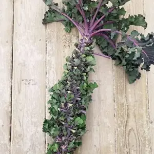 Flower Sprouts Seeds Vegetable 10 Pcs Green GMO Free Garden Outdoor Nutty Sweet Taste
