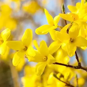 Forsythia Seeds: Deciduous Shrub, 55 Pcs, Golden Yellow, Easy Grow for Gardens & Landscapes