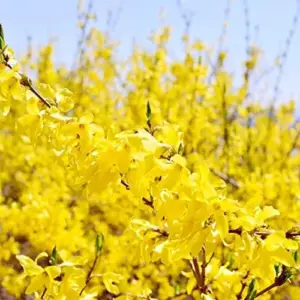 Forsythia Seeds: Deciduous Shrub, 55 Pcs, Golden Yellow, Easy Grow for Gardens & Landscapes