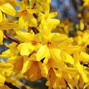 Forsythia Seeds: Deciduous Shrub, 55 Pcs, Golden Yellow, Easy Grow for Gardens & Landscapes