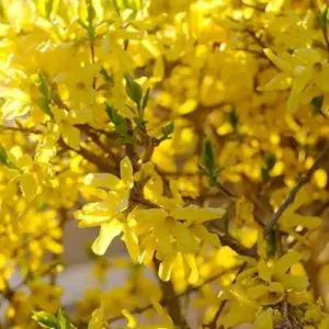 Forsythia Seeds: Deciduous Shrub, 55 Pcs, Golden Yellow, Easy Grow for Gardens & Landscapes