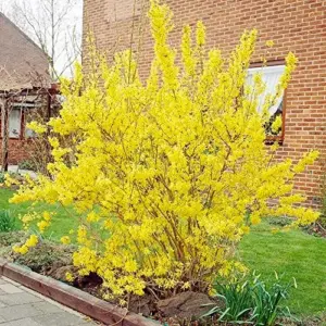Forsythia Seeds: Deciduous Shrub, 55 Pcs, Golden Yellow, Easy Grow for Gardens & Landscapes