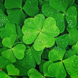 Four Leaf Clover Seeds - 25 Pcs Ornamental Ground Cover Grass Seeds Green