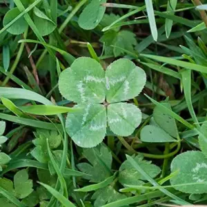 Four Leaf Clover Seeds - 25 Pcs Ornamental Ground Cover Grass Seeds Green