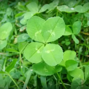 Four Leaf Clover Seeds - 25 Pcs Ornamental Ground Cover Grass Seeds Green