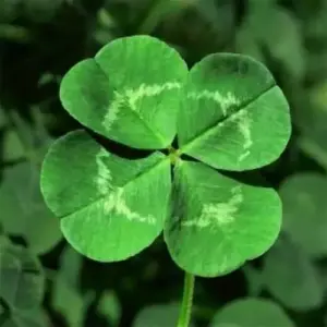 Four Leaf Clover Seeds - 25 Pcs Ornamental Ground Cover Grass Seeds Green