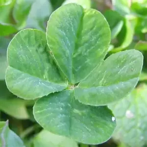 Four Leaf Clover Seeds - 25 Pcs Ornamental Ground Cover Grass Seeds Green