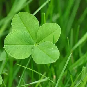 Four Leaf Clover Seeds - Perennial GMO Free Ornamental Ground Cover - 30 Count