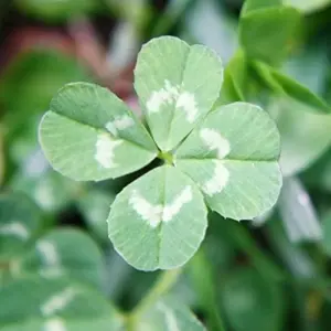 Four Leaf Clover Seeds - Perennial GMO Free Ornamental Ground Cover - 30 Count