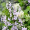 Fragrant Night Flowering Stock Seeds - Annual, Pale Lilac to White, 9000 Pcs Flower Seeds