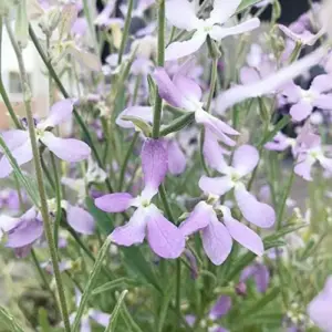 Fragrant Night Flowering Stock Seeds - Annual, Pale Lilac to White, 9000 Pcs Flower Seeds