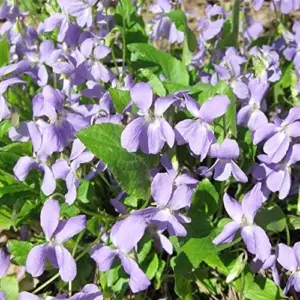 Fragrant Night Flowering Stock Seeds - Annual, Pale Lilac to White, 9000 Pcs Flower Seeds