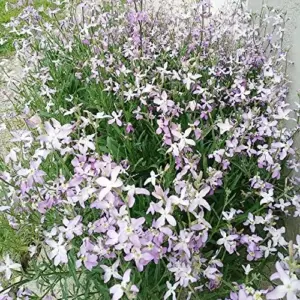 Fragrant Night Flowering Stock Seeds - Annual, Pale Lilac to White, 9000 Pcs Flower Seeds