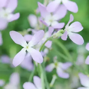 Fragrant Night Flowering Stock Seeds - Annual, Pale Lilac to White, 9000 Pcs Flower Seeds