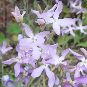 Fragrant Night Flowering Stock Seeds - Annual, Pale Lilac to White, 9000 Pcs Flower Seeds