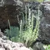 Fringed Sagebrush Seeds Artemisia Frigida Perennial Shrub 100Pcs White