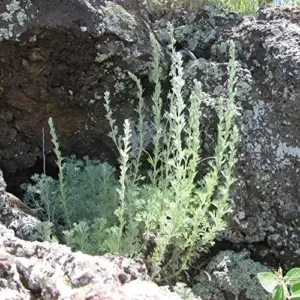 Fringed Sagebrush Seeds Artemisia Frigida Perennial Shrub 100Pcs White