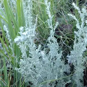 Fringed Sagebrush Seeds Artemisia Frigida Perennial Shrub 100Pcs White