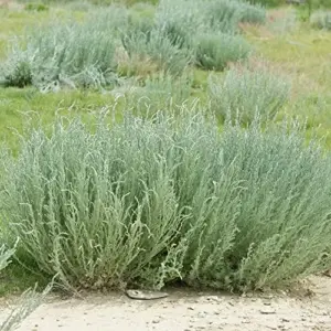 Fringed Sagebrush Seeds Artemisia Frigida Perennial Shrub 100Pcs White