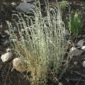 Fringed Sagebrush Seeds Artemisia Frigida Perennial Shrub 100Pcs White
