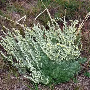Fringed Sagebrush Seeds Artemisia Frigida Perennial Shrub 100Pcs White