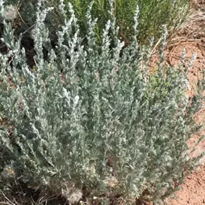 Fringed Sagebrush Seeds Artemisia Frigida Perennial Shrub 100Pcs White