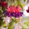 Fuchsia Dark Eyes Flower Seeds - 100 Pcs Vibrant Ornamental Plants for Hanging Baskets & Containers