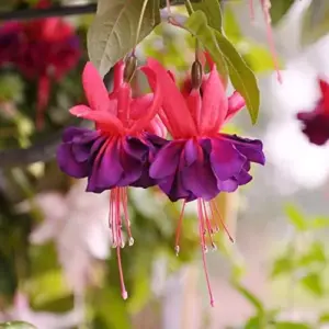 Fuchsia Dark Eyes Flower Seeds - 100 Pcs Vibrant Ornamental Plants for Hanging Baskets & Containers