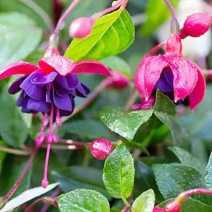 Fuchsia Dark Eyes Flower Seeds - 100 Pcs Vibrant Ornamental Plants for Hanging Baskets & Containers